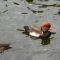 pretty duck2